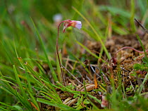 Pale butterwort (Pinguicula lusitanica) at the edge of a bog, New Forest National Park, Hampshire, England, UK, July.