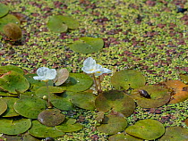 Frogbit (Hydrocharis morsus-ranae) growing in a roadside ditch, Somerset Levels and Moors, Somerset, England, UK, July.