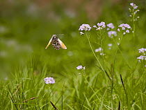 Orange tip butterfly (Anthocharis cardamines) male in flight amongst Lady's smock or Cuckooflower (Cardamine pratensis),England.