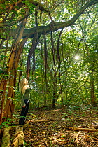 Woman forest bathing amongst trees in tropical forest, Maui, Hawaii. Model released.