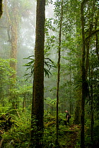 Ornithologist searching for Wahnes Parotia Bird of Paradise in misty forest of Sombom, Saruwaged range, Papua New Guinea. Model released.
