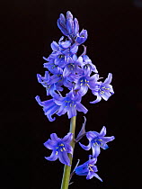 RF - Spanish bluebell (Hyacinthoides hispanica) on black background (This image may be licensed either as rights managed or royalty free.)