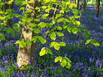 RF - New leaves on Beech trees, with flowering Bluebells (Hyacinthoides non-scriptus) England, UK. May (This image may be licensed either as rights managed or royalty free.)