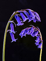 RF - Bluebell (Hyacinthoides non-scriptus) flowers on black background. (This image may be licensed either as rights managed or royalty free.)