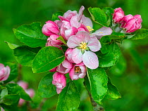 Bramley apple (Malus domestica) in flower, Norfolk, England, UK, April.