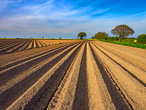 Newly planted potato field at Southrepps, Norfolk, England, UK, April.