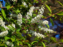 Bird cherry, (Prunus padus) in flower.
