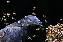 Oriental honey buzzard (Pernis ptilorhynchus) trying to feed with bees buzzing around, Taiwan. Controlled conditions