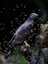 Oriental honey buzzard ( Pernis ptilorhynchus ) trying to feed with bees buzzing around, Taiwan. Controlled conditions