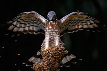 Oriental honey buzzard (Pernis ptilorhynchus) landing on wild bee nest,Taiwan. Controlled conditions