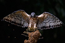 Oriental honey buzzard ( Pernis ptilorhynchus) landing on wild bee nest,Taiwan.