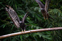 Oriental honey buzzards ( Pernis ptilorhynchus ) taking off, Taiwan.