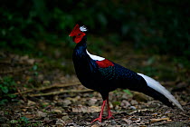 Swinhoe&#39;s pheasant ( Lophura swinhoii ) on forest glen, Taiwan.
