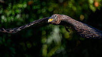 Crested serpent eagle (Spilornis cheela) in flight, Taiwan.