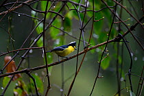 Taiwan yellow tit or Formosan yellow tit, ( Machlolophus holsti ), Lalashan National Forest Reserve, warm temperate broadleaf forest, Taiwan. Endemic.