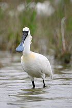 Black-faced Spoonbill (Platalea minor) portrait, Tainan fishponds and marshes, Taiwan.