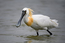 Black-faced Spoonbill (Platalea minor) foraging, Tainan fishponds and marshes, Taiwan.