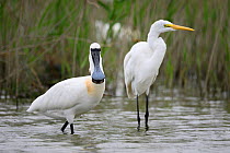Black-faced Spoonbill, (Platalea minor) and great white egret (Ardea alba) Tainan fishponds and marshes, Taiwan.