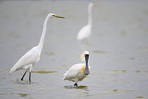 Black-faced spoonbill (Platalea minor) foraging alongside great white egret (Ardea alba) Tainan Fishponds and Marshes, Taiwan.