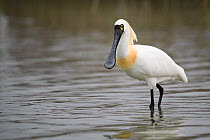 Black-faced spoonbill sideview ( Platalea minor ) Tainan fishponds and marshes, Taiwan.