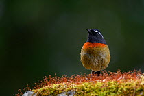 Collared-bush robin ( Tarsiger johnstoniae ) on mossy rock, Alishan National Recreation Forest area, Taiwan.