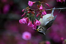 Taiwan Yuhina ( Yuhina brunneiceps ) feeding on blossoms, Alishan National Recreation Forest area, Taiwan. Endemic.