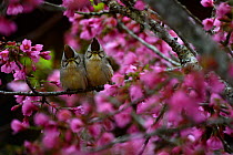 Taiwan yuhinas ( Yuhina brunneiceps )  two perched among flowers,  Taiwan. Endemic.
