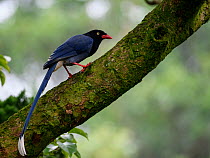 Taiwan blue magpie ( Urocissa caerulea ) perched on mossy branch, Taiwan. Endemic.
