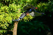 Taiwanblue magpie ( Urocissa caerulea ) in flight, feeding on berries in Taipei city park, Taiwan. Endemic.