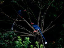 Taiwan blue magpies ( Urocissa caerulea ) perched in tree, Taiwan. Endemic.