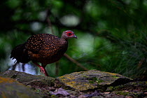 Swinhoe&#39;s pheasant (Lophura swinhoii) female on forest floor, Taiwan.