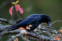 Large-billed crow (Corvus macrorhynchos) in decidious tree with autumn colours, Taiwan.