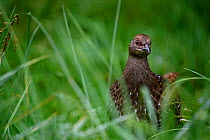 Mikado pheasant (Syrmaticus mikado) female foraging amongst grass, Taiwan.