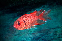 Crimson soldierfish (Myripristis murdjan) Green Island, Taiwan.