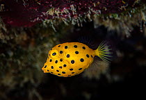 Juvenile yellow boxfish (Ostracion cubicus) Green Island, Taiwan.