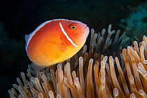 Pink anemone fish (Amphiprion perideraion) at host anemone, Green Island, Taiwan.