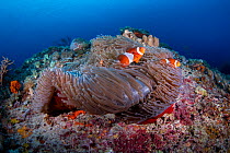 Ocellaris clownfish (Amphiprion ocellaris) Green Island, Taiwan.