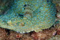 Peacock flounder (Bothus mancus), Green Island, Taiwan.