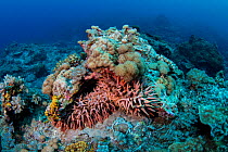 Pineapple sea cucumber (Thelenota ananas) Green Island, Taiwan. Endangered species.