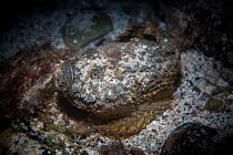 Stonefish, or Reef stonefish ( Synanceia verrucosa) Green Island, Taiwan.