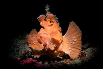 Paddle flap scorpionfish (Rhinopias eschmeyeri) Longdong (Dragon Cave), Taiwan.