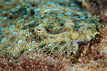 The peacock flounder (Bothus mancus), Green Island, Taiwan.