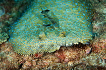 Peacock flounder (Bothus mancus), Green Island, Taiwan.