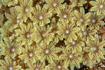 Corals polyps, They typically live in compact colonies of many identical individual polyps. Green Island, Taiwan.