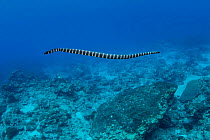 Turtleheaded sea snake (Emydocephalus annulatus) Green Island, Taiwan. The island is a small volcanic island in the Pacific Ocean famous for clear water, coral reefs and marine life in abundance.
