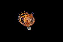Drifting juvenile Feather star or Crinoid, (Comatulida) Green Island, Taiwan. The island is a small volcanic island in the Pacific Ocean famous for clear water, coral reefs and marine life in abundan...