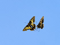 Swallowtail butterfly (Papilio machaon) two fighting, Norfolk Broads, England, UK, June