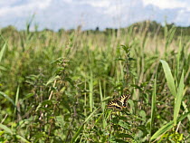 Swallowtail butterfly (Papilio machaon) Norfolk Broads, UK, June