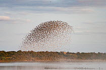 Knot (Calidris canutus) flock chased by a Peregrine over pits at Snettisham RSPB Reserve on The Wash as they arrive to roost at high tide, Norfolk, England, UK. September