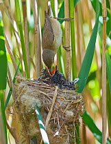 Reed Warbler (Acrocephalus scirpaceus) feeding damselfly to Cuckoo chick (Cuculus canorus) age 12 days, in nest, Norfolk, May